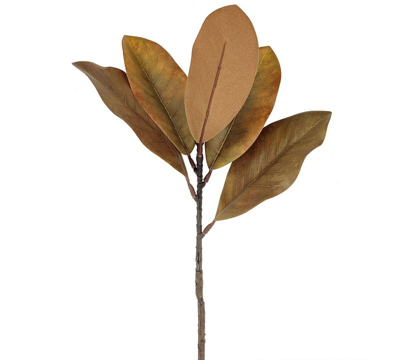 Brown Magnolia Stem