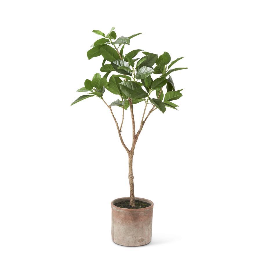 50 INCH FICUS TREE IN WEATHERED CLAY POT