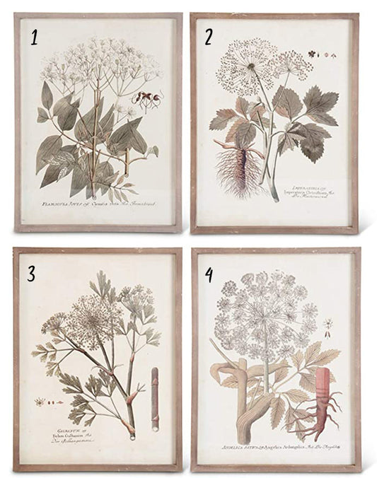15.75" Wood Framed Botanical Print