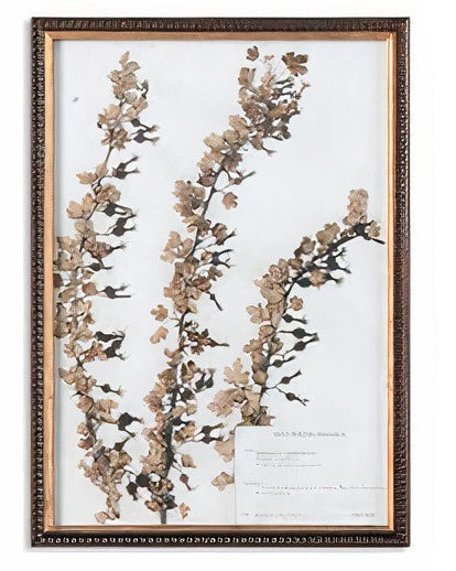 Botany Framed Print
