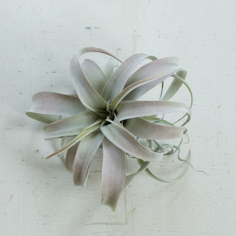 Extra large grey air plant