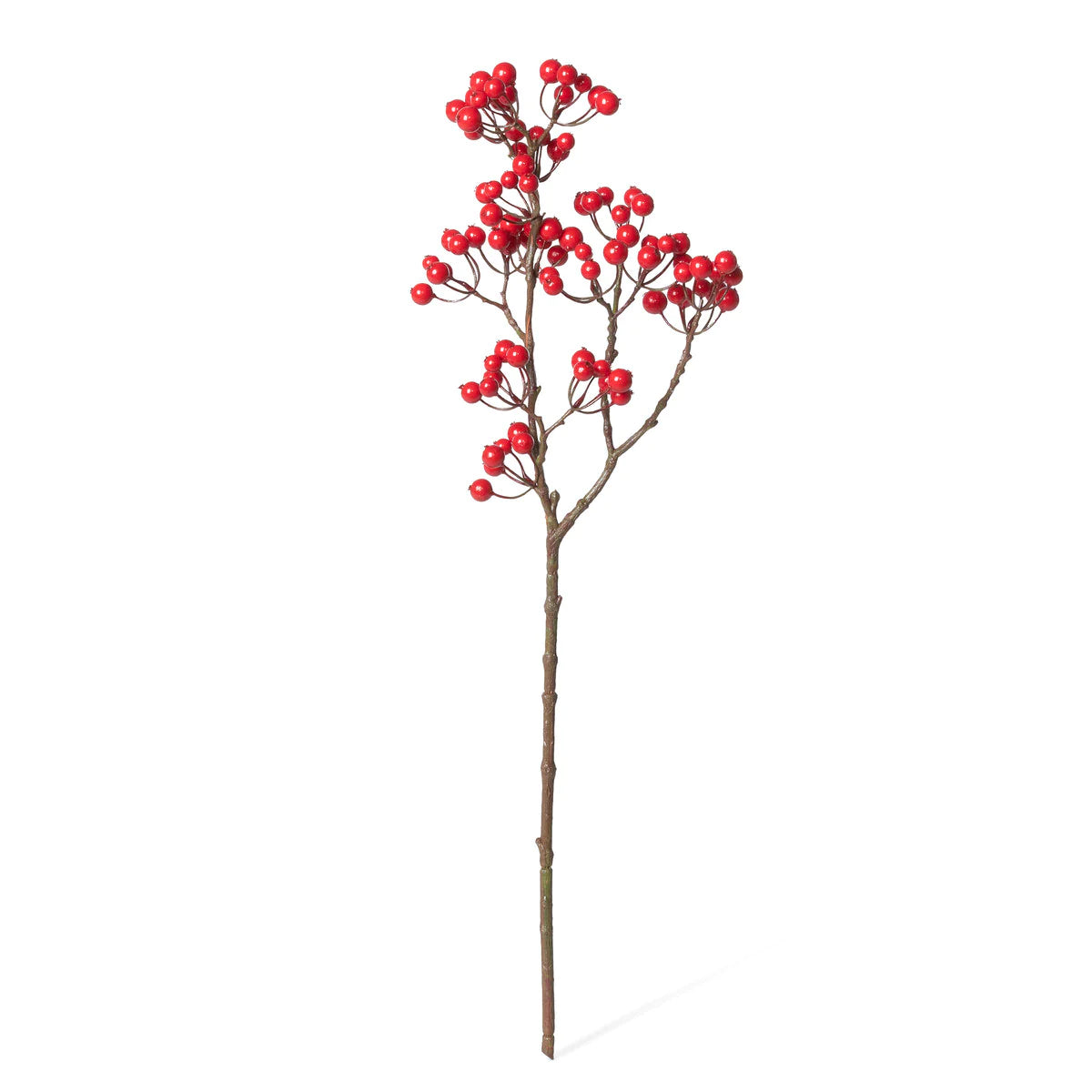 Red Winterberry Stem